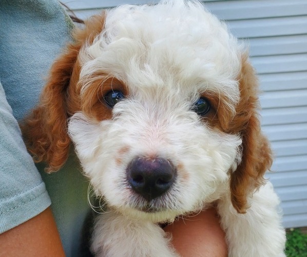 Medium Photo #8 Bernedoodle (Miniature) Puppy For Sale in LEETONIA, OH, USA