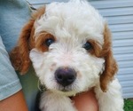 Small #7 Bernedoodle (Miniature)