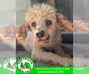 Poodle (Miniature) Dogs for adoption in Stroudsburg, PA, USA