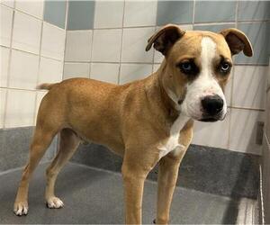 American Staffordshire Terrier-Unknown Mix Dogs for adoption in San Antonio, TX, USA