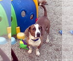 Small #9 Basset Hound Mix