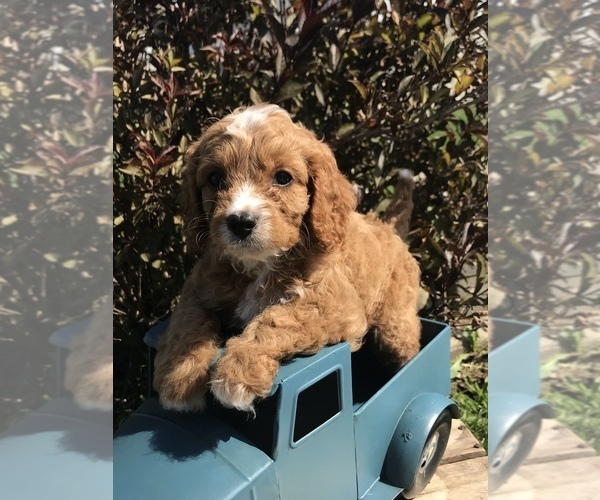 Medium Photo #3 Cavapoo Puppy For Sale in GOSHEN, IN, USA