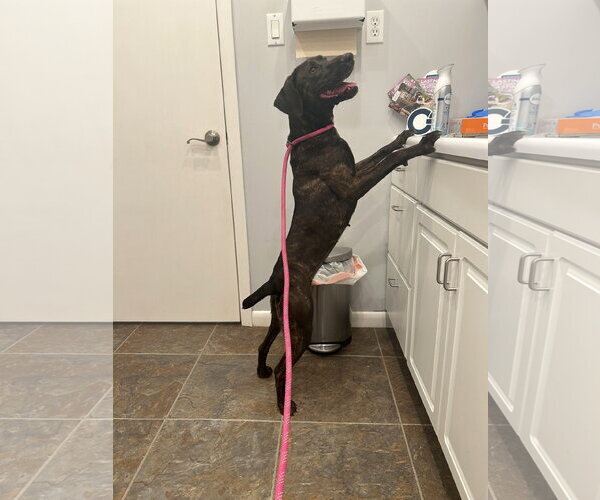 Medium Photo #5 Pointer-Unknown Mix Puppy For Sale in Monticello, MS, USA