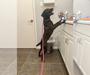 Hazel - Female Pointer-Unknown Mix Dog for Adoption - Photo #5
