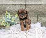 Puppy Natalie Poodle (Miniature)