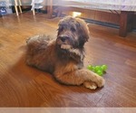 Small #4 Bernedoodle