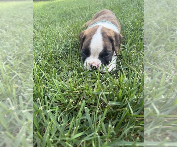 Medium Photo #16 Boxer Puppy For Sale in LONG BEACH, CA, USA