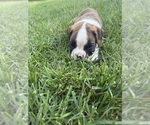 Small #15 Boxer