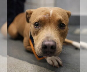American Staffordshire Terrier-Unknown Mix Dogs for adoption in San Antonio, TX, USA