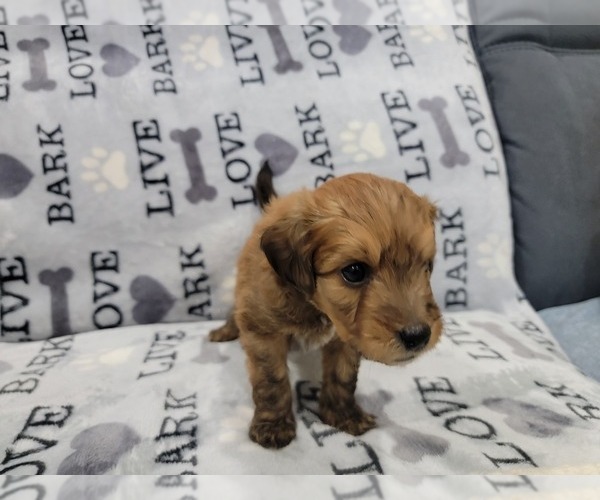 Medium Photo #5 Aussie-Poo Puppy For Sale in DORAL, FL, USA