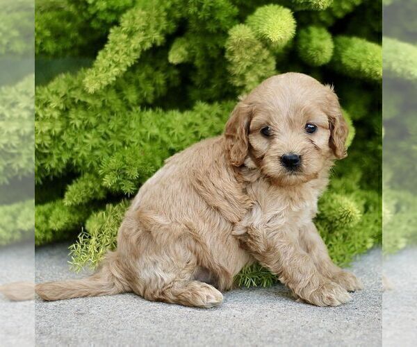 Medium Photo #3 Cavapoo Puppy For Sale in PARADISE, PA, USA