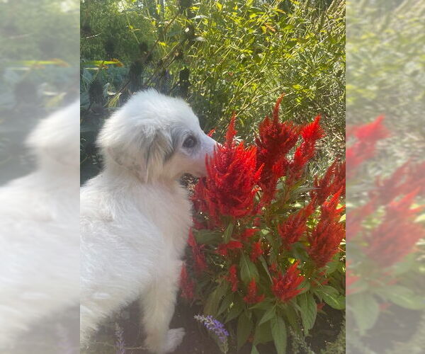 Medium Photo #4 Great Pyrenees Puppy For Sale in Doylestown, PA, USA