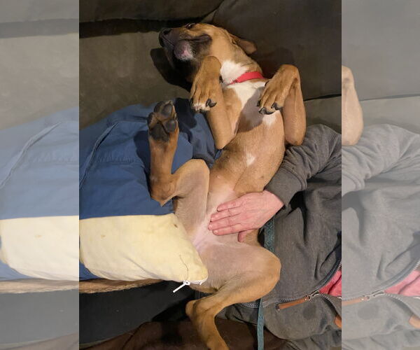 Medium Photo #9 Carolina Dog-Unknown Mix Puppy For Sale in Minneapolis, MN, USA