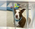 Small #31 American Pit Bull Terrier-Labrador Retriever Mix
