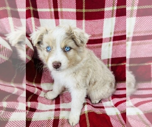 Australian Shepherd Puppy for sale in JASPER, AR, USA