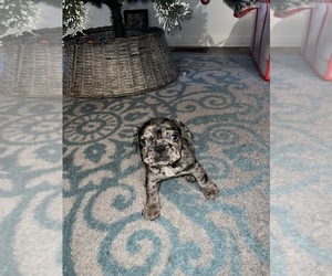 French Bulldog Puppy for sale in ANN ARBOR, MI, USA