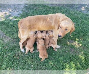 Mother of the Golden Retriever puppies born on 07/01/2022