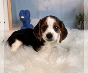 Beagle Puppy for sale in INDIANAPOLIS, IN, USA