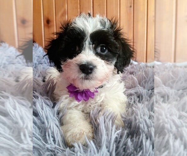 Medium Photo #2 Mal-Shi-Poodle (Toy) Mix Puppy For Sale in WOBURN, MA, USA