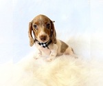 Small #6 Dachshund