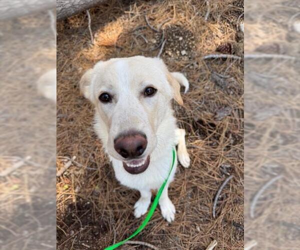 Medium Photo #1 Golden Retriever-Unknown Mix Puppy For Sale in South Lake Tahoe, CA, USA