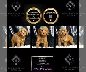 Goldendoodle (Miniature) Puppy for sale in WARSAW, IN, USA