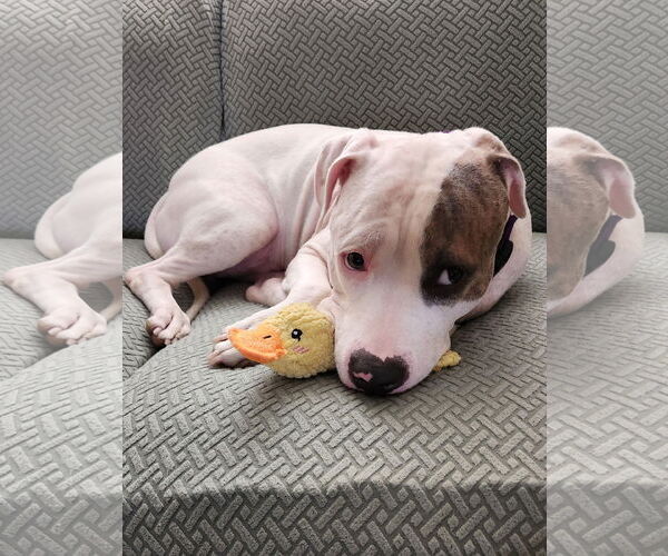 Medium Photo #31 Mutt Puppy For Sale in Philadelphia, PA, USA