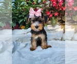 Small #4 Yorkshire Terrier