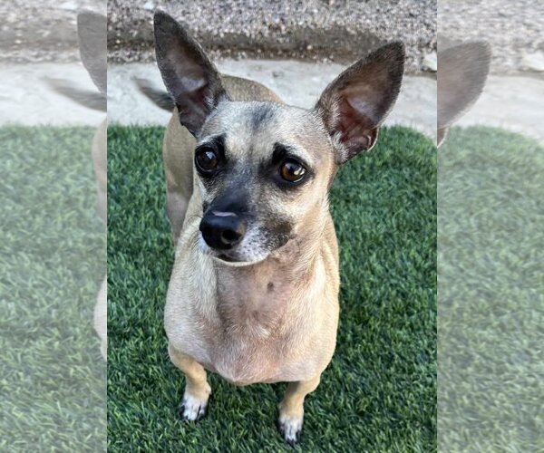 Medium Photo #7 Chiweenie Puppy For Sale in Phoenix, AZ, USA