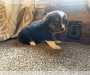 Australian Shepherd Puppy for sale in DRUMMONDS, TN, USA