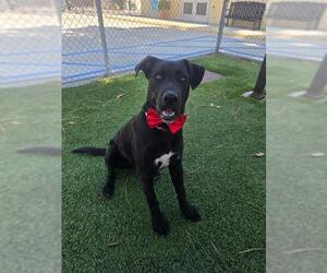 MARKY MARK - Male Labrador Retriever Dog for Adoption - Photo #3