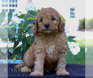 Goldendoodle (Miniature) Puppy for sale in EAST EARL, PA, USA
