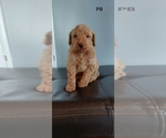 Small Photo #4 Poodle (Standard) Puppy For Sale in ROGERSVILLE, AL, USA