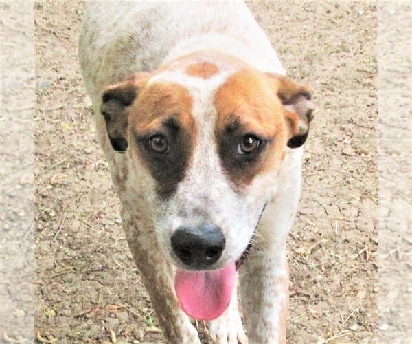 Medium Photo #1 Catahoula Leopard Dog-Unknown Mix Puppy For Sale in Godley, TX, USA