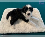 Puppy Puppy PINK Portuguese Water Dog