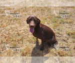 Small Photo #1 Labrador Retriever Puppy For Sale in SANGER, TX, USA
