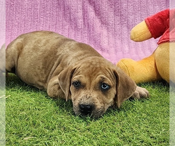 Medium Photo #8 Catahoula Leopard Dog Puppy For Sale in CUMBY, TX, USA