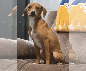 Retriever -Unknown Mix Dogs for adoption in Aurora, IN, USA