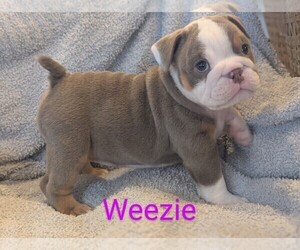 Medium Bulldog