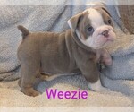Puppy Weezie Bulldog