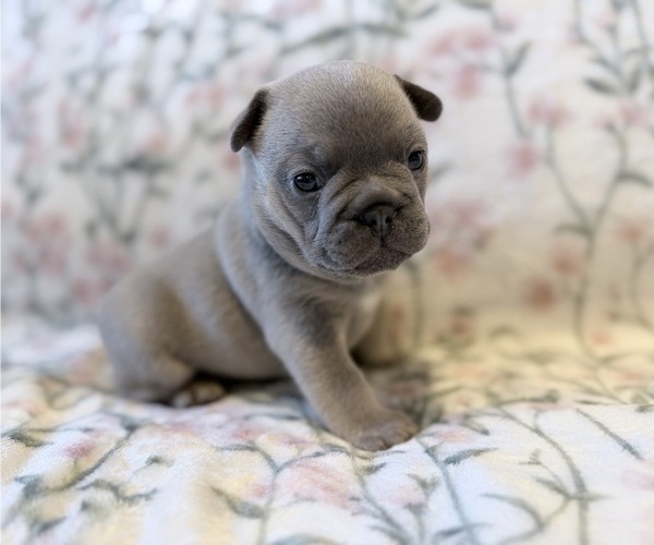 Medium Photo #9 French Bulldog Puppy For Sale in SACRAMENTO, CA, USA