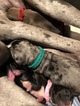 Small Photo #12 Great Dane Puppy For Sale in WARRENSBURG, MO, USA