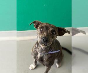 Mutt Dogs for adoption in Visalia, CA, USA