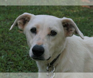 Dolly - Female Shepradors Dog for Adoption - Photo #5