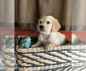 Golden Retriever Puppy for sale in CERES, CA, USA