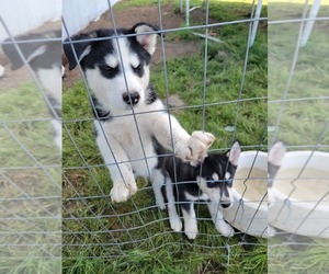 Akita-Siberian Husky Mix Dog for Adoption in SPOKANE, Washington USA