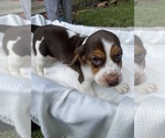 Small #2 Beagle