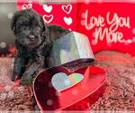 Small Photo #3 Black Russian Terrier Puppy For Sale in CHARLESTON, WV, USA