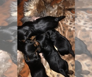Yorkshire Terrier Puppy for sale in CHARLOTTE, NC, USA