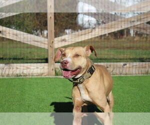Oatie - Male Mutt Dog for Adoption - Photo #4